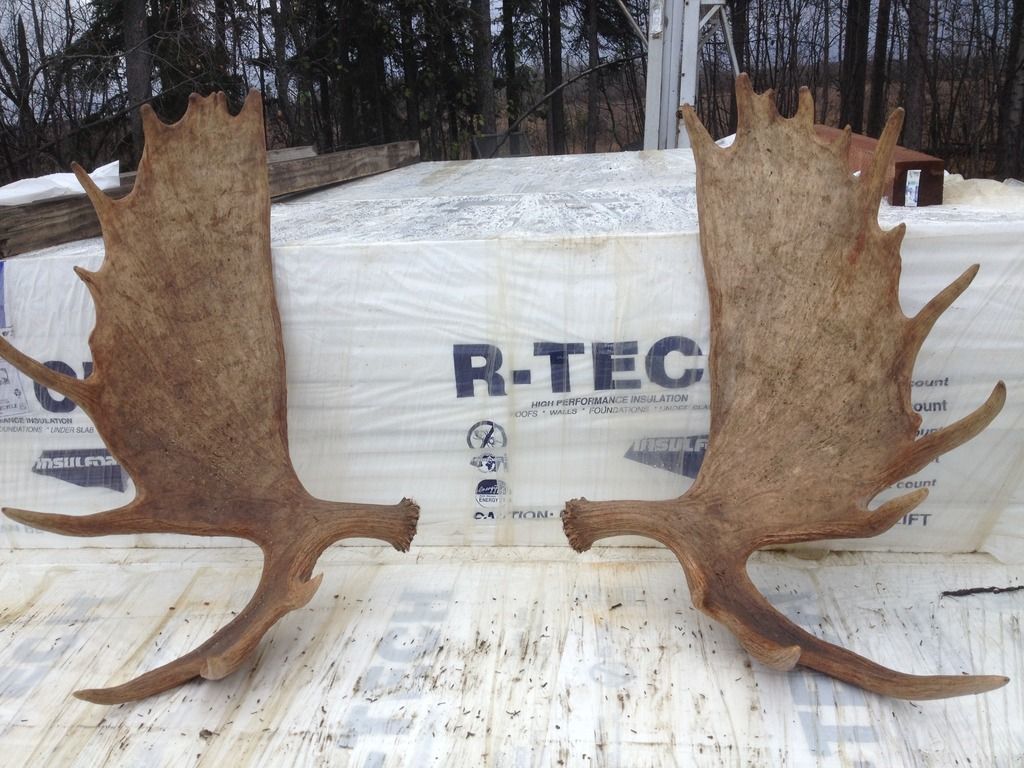 60'' Alaska Moose antlers for sale Forum